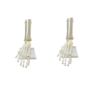 2X 1:1 Анатомическая модел на крака на човешкия скелет Стъпало и глезен с анатомична модел на пищяла, Учебни материали по анатомия