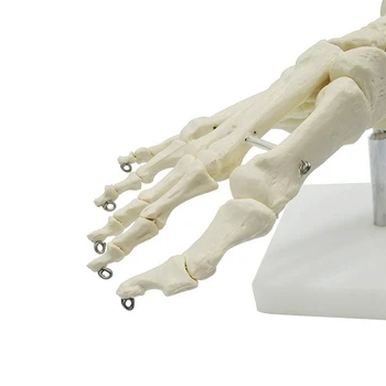 2X 1:1 Анатомическая модел на крака на човешкия скелет Стъпало и глезен с анатомична модел на пищяла, Учебни материали по анатомия Изображение 2